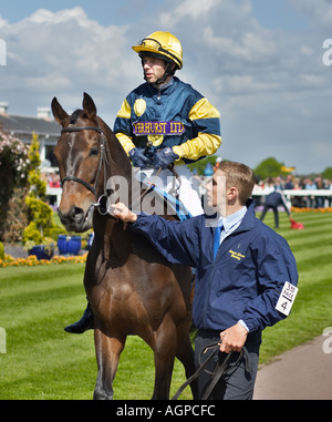Horse being led round a Parade Ring Stock Photo