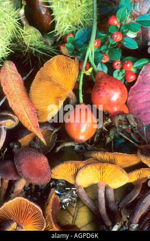 Autumn Still life berries fungus