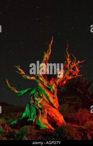 USA, California, White Mountains, Bristlecone pine tree at night lit with colored flashea. Stock Photo