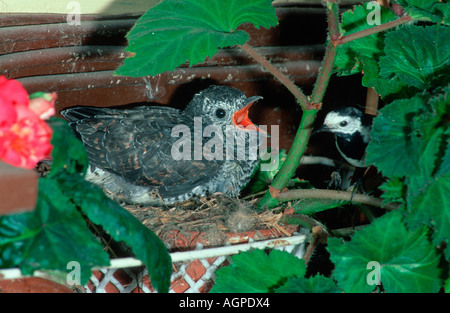 Pied Wagtail and Common Cuckoo Stock Photo