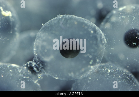 Common Frog- Rana temporaria- Close up of Common Frog egg in jelly Stock Photo