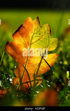 Oak leaf Stock Photo