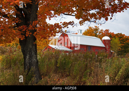 Red Barn Framed By Autumn Maple Tree Near Weston Vermont Stock Photo