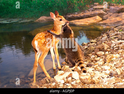 Red tail fawn and young raccoon - orphan babies that grew up together, interact by lake as they become fast friends Stock Photo