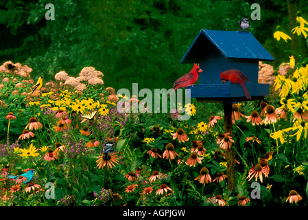 Feeder With Painted And Indigo Bunting Stock Photo 9200277 Alamy