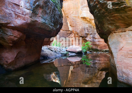 Slot canyon in Secret Canyon Wilderness Arizona Stock Photo