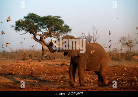African Elephant / Afrikanischer Elefant Stock Photo