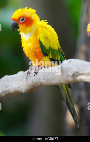 Sun Conures Stock Photo