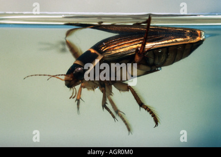 Great Diving Beetle / Gelbrandkaefer Stock Photo