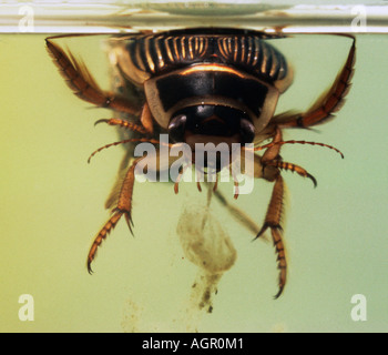 Great Diving Beetle / Gelbrandkaefer Stock Photo