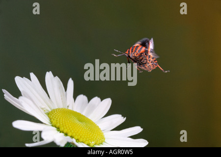 Shieldbug / Streifenwanze / Gestreifte Schildwanze Stock Photo