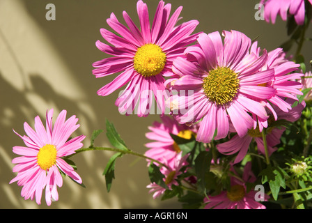 Pink daisies in a vase Stock Photo