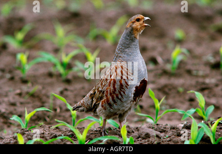 Grey Partridge / Rebhuhn Stock Photo