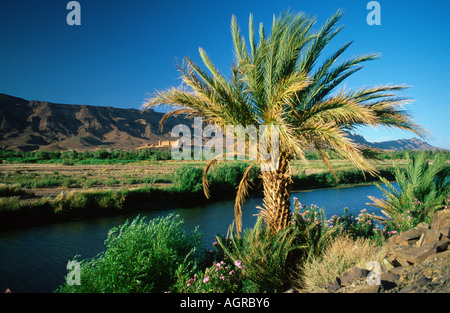 Kasbah Tamnougalt / Agdz Stock Photo