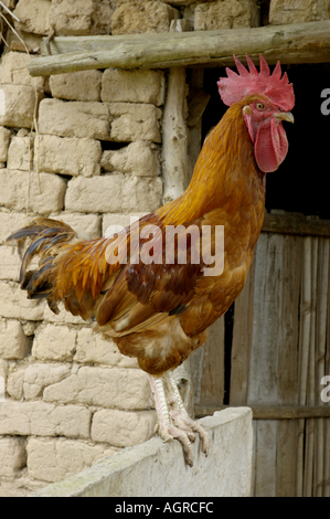 Portrait of a rooster perching next to a barn Stock Photo