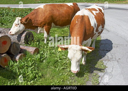 Cows grazing grass on the roadside along a mountain road in Salzkammergut, Austria. Stock Photo