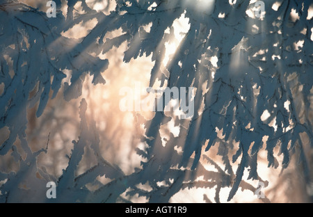 Sun rayes shining through birches Stock Photo