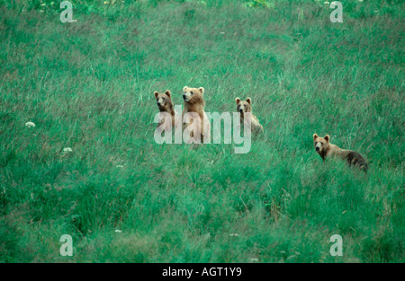 Grizzly Bear Stock Photo