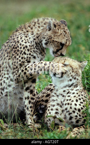 cleaning clean care two cheetah cheetahs africa savannah animal animals wildcats wildcat big cat cats mammal mammals mammalian Stock Photo