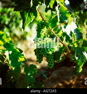 Early Morning Grapes in the vineyard Stock Photo