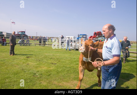 dh Annual Cattle Show SHAPINSAY ORKNEY Judge judging cross bred steer beef cows at agricultural show Stock Photo