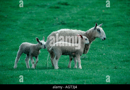 Cheviot Sheep Stock Photo