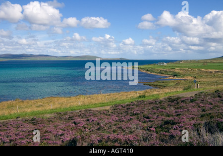 dh Bay of Quoys HOY ORKNEY Heather purple Calluna vulgaris Scapa Flow sea coast quiet seascape seashore