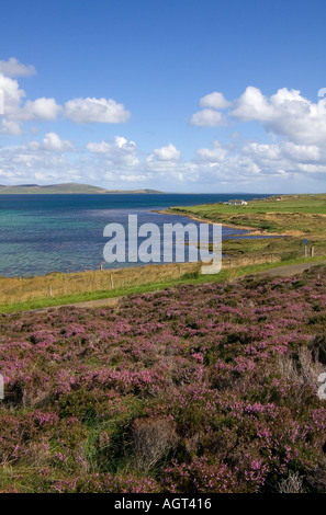 dh Bay of Quoys HOY ORKNEY Heather Calluna vulgaris road Scapa Flow sea coast fresh seascape seashore summer