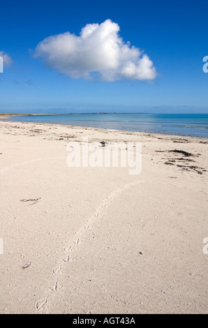 dh Bay of Lopness SANDAY ORKNEY Seabird webbed footprints in sand on white sandy beach serene unspoilt island scotland remote birds Stock Photo