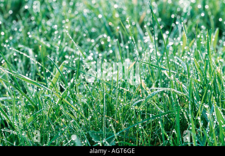Wet grass / Nasses Gras Stock Photo