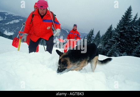 Avalanche Search Dog Stock Photo