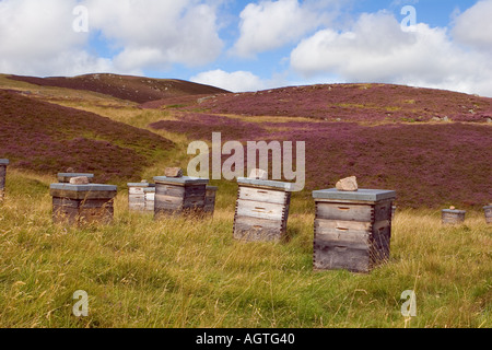Beehives on Scottish heather moor for Scottish heather honey production and manufacture Scotland uk Stock Photo