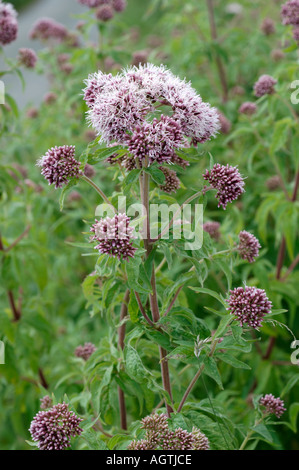 Hemp agrimony Eupatorium cannabinum in flower Stock Photo