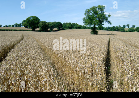 View of ripe wheat crop in small Devon field with trees hedgerows on fine summer day Stock Photo