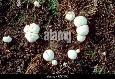 Field mushroom Agaricus campestris in a typical ring pattern Stock Photo