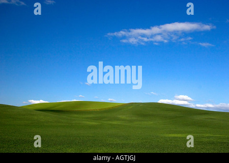 Rolling green unripe wheat fields near Moscow Idaho Stock Photo