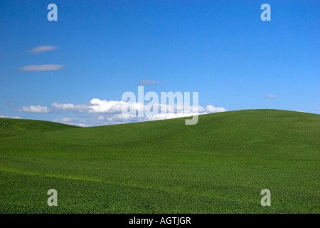 Rolling green unripe wheat fields near Moscow Idaho Stock Photo