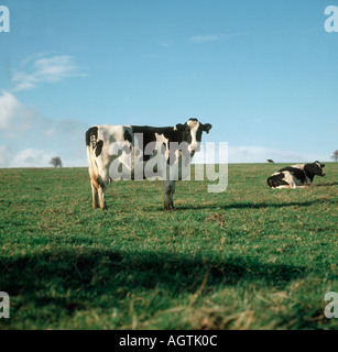 Holstein Friesian cow facing the camera East Devon Stock Photo - Alamy