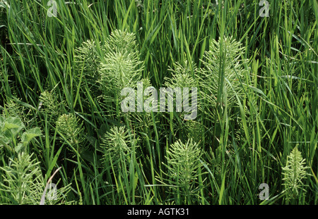 Common Horsetail Equisetum arvense in Ryegrass ley Stock Photo