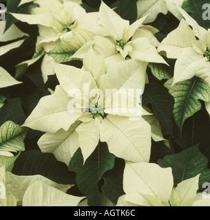 Poinsettia Euphorbia pulcherrima Cortez White with white bracts ready for Christmas shipping Stock Photo