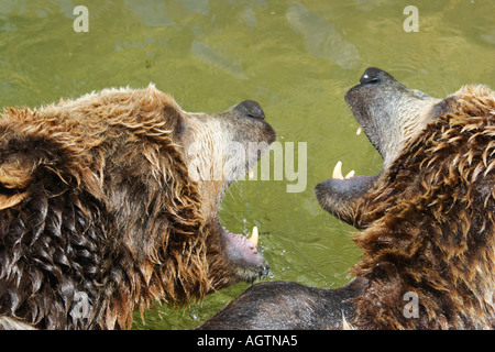 Brown bears in mock up fight. Hellbrunn zoo, Salzburg, Austria. Stock Photo