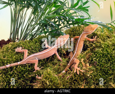 White-Striped Gecko Stock Photo