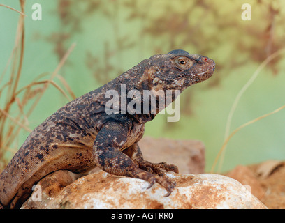 Common Chuckwalla Stock Photo