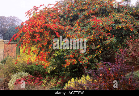 Autumn Border Cotoneaster Cornubia Sedum berries Stock Photo