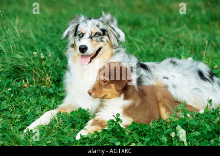Australian Shepherd Stock Photo