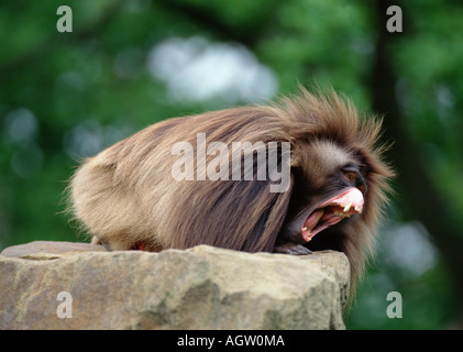 Gelada Baboon / Dschelada Stock Photo