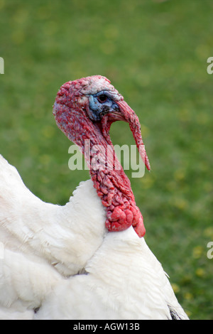 Turkey Parndana Wildlife Park Kangaroo Island Australia Stock Photo