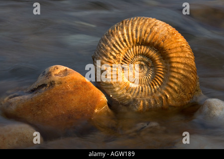 Ammonite fossil lying in sea. Stock Photo