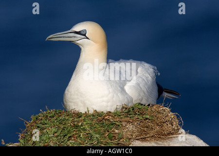 Gannet on nest, Great Saltee Is, Ireland. Stock Photo