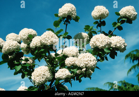 Fragrant Snowball Stock Photo